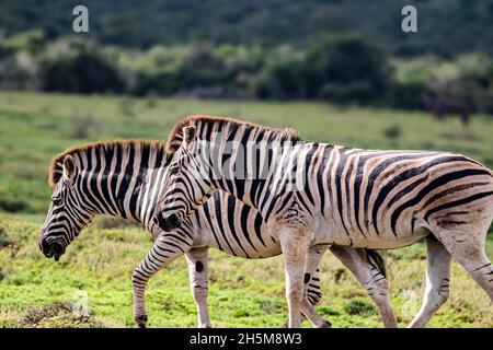 A pair of Burchell's zebra (Equus quagga burchellii) roaming feely in the grass plain and bushes at Addo Elephant National Park,South Africa. Stock Photo