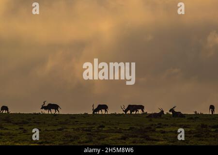Silhouette of Greater kudus antelope on grassy ridge against misty, cloudy sky during sunrise at Addo Elephant National Park, South Africa. Stock Photo