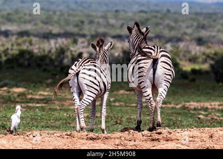 A rear view of Burchell's zebra (Equus quagga burchellii), a female and her foal, against the lush greenery of grass plain and bushes. Stock Photo