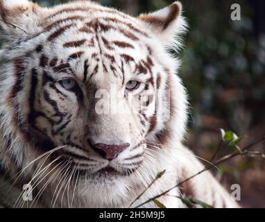 White Bengal tiger at the Montgomery Zoo, it was established in 1920 as part of Oak Park. Original image from Carol M. Highsmith’s America, Library of Stock Photo