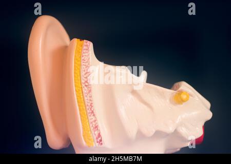 Hearing ear medical teaching model. Stock Photo