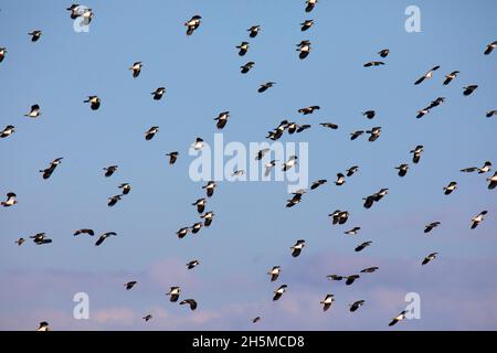 Flock of seagulls against the blue sunset sky Stock Photo