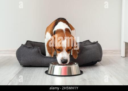 Cute Beagle dog in pet bed drinking water from bowl near light wall Stock Photo