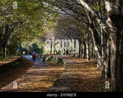 Cyclists ride past fallen leaves and trees displaying autumn colours at Mangotsfield Station on the Bristol and Bath Railway Path, part of the UK Nati Stock Photo