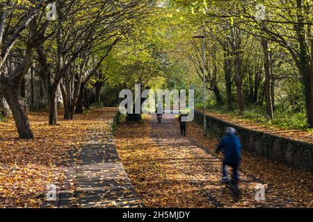 Cyclists ride past fallen leaves and trees displaying autumn colours at Mangotsfield Station on the Bristol and Bath Railway Path, part of the UK Nati Stock Photo