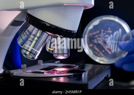 Doctor holds a Petri dish with multi-colored bacteria on the background of a microscope out of focus. Analysis and study of bacteria with a microscope Stock Photo
