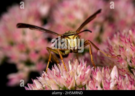 Pale yellow face Northern Paper Wasp feeding on nectar from Sedum plant. Insect and wildlife conservation, habitat preservation, and backyard flower g Stock Photo