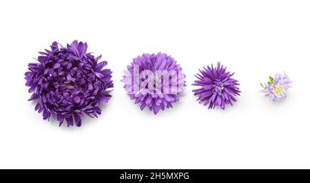 Aster flowers in different stages of growth on white background Stock Photo