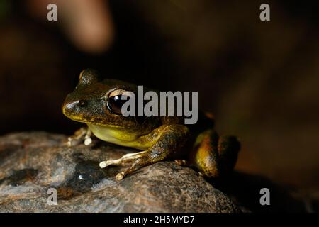 Brisbane, Australia. 31st Oct, 2021. Eastern Stony Creek Frog (Litoria wilcoxii) resting on a rock in suburban stream of Kedron Brook. (Photo by Joshua Prieto/SOPA Images/Sipa USA) Credit: Sipa USA/Alamy Live News Stock Photo