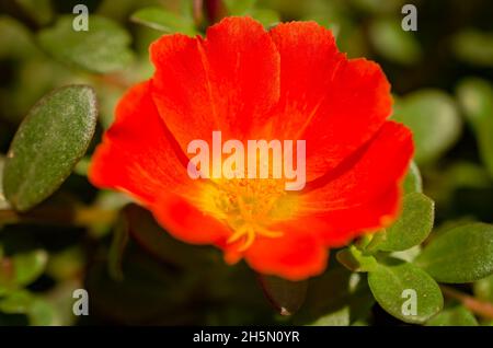 An orange purslane (Portulaca umbraticola) is pictured, May 15, 2016, in Coden, Alabama. The purslane is a perennial succulent. Stock Photo