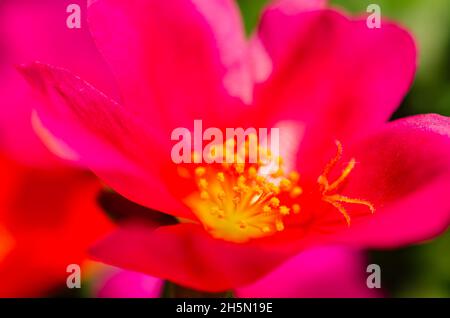Purslane (Portulaca umbraticola) blooms in a container, May 15, 2016, in Coden, Alabama. The purslane is a perennial succulent. Stock Photo