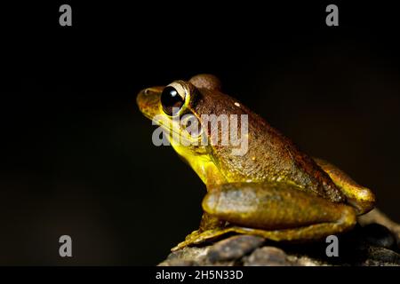 Brisbane, Australia. 30th Oct, 2021. Eastern Stony Creek Frog (Litoria wilcoxii) resting on a rock in suburban stream of Kedron Brook. Credit: SOPA Images Limited/Alamy Live News Stock Photo