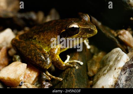 Brisbane, Australia. 31st Oct, 2021. Eastern Stony Creek Frog (Litoria wilcoxii) resting on a rock in suburban stream of Kedron Brook. Credit: SOPA Images Limited/Alamy Live News Stock Photo