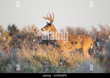 White-tailed deer (Odocoileus virginianus) buck with antlers in field with a fall foliage background Stock Photo
