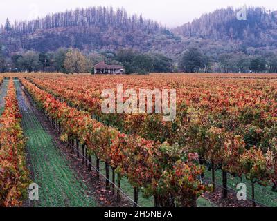 An old dilapidated house on autumn colored vineyard Stock Photo