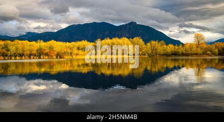 Fall scene in Snoqualmie Washington with yellow trees reflecting in calm water against a dark and contrasting Mt Si Stock Photo