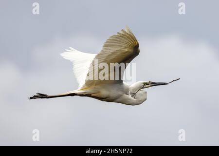 Great Egret carrying nesting material Stock Photo