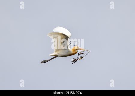 Cattle Egret carrying nesting material Stock Photo