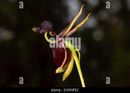 Flying Duck Orchid Stock Photo