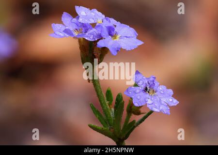 Australian Blue Dampier flower with rain drops on leaves Stock Photo