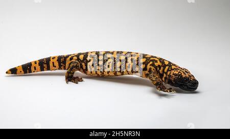 Gila Monster Lizard Isolated on White Background Stock Photo