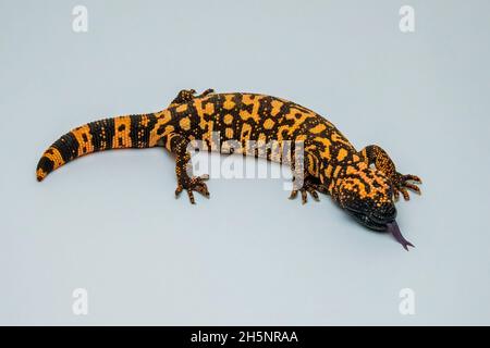 Hissing Gila Monster Lizard Isolated on Pale Grey Background Stock Photo