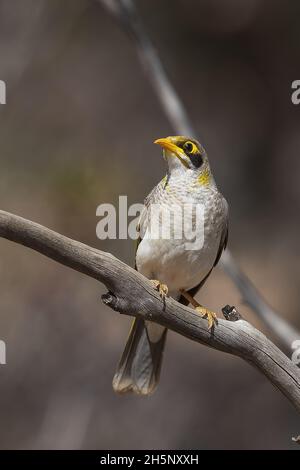 yellow throated miner bird Stock Photo - Alamy