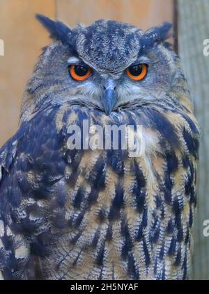 Great horned owl portrait, Quebec, Canada Stock Photo