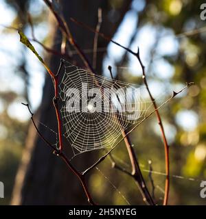 Dew drops on a spiders web at dawn Stock Photo