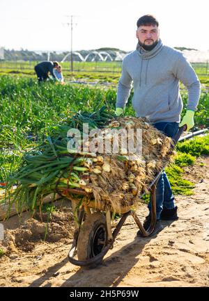 Young gardener pushing wheelbarrow with green onions Stock Photo