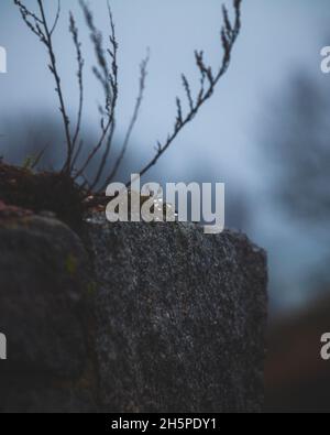 Blue foggy day. Water drops and branches on a grey stone wall. Stock Photo