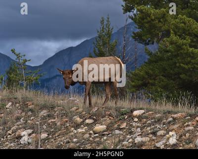 Grazing female elk (also wapiti, Cervus canadensis) with brown fur  in Jasper, Alberta, Canada in the Rocky Mountains between stones and dry grass. Stock Photo