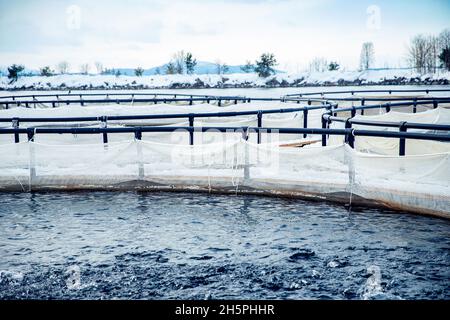 Fish farm for breeding for rainbow trout and salmon fry in net cages
