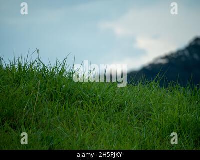 Closeup of grass, at eye level perspective, lush and green growing on a hillside, Australia, blue sky background Stock Photo