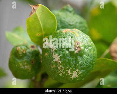 Fruit, after the storms, hail damaged limes, green citrus and leaves,  still on the tree trying to grow, Australia Stock Photo