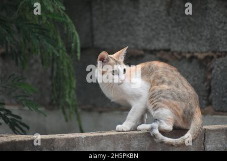 Cute Little Cat Yawning / Purring /Sitting Peacefully Stock Photo
