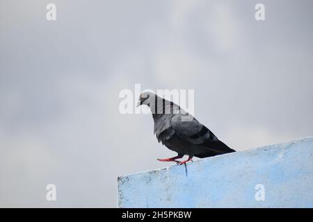 Rock Pigeon on a ledge Stock Photo