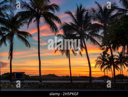 Palm trees at Sunset in California beach, Los Angeles, California, Stock Photo