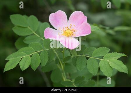 Wild rose flower and leaves in a nature park, Canada. Rosa species Stock Photo