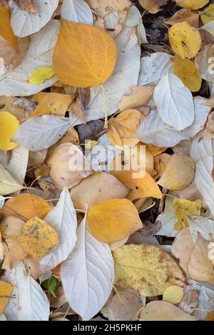 Fallen yellow leaves covering a forest floor in autumn woods Stock Photo
