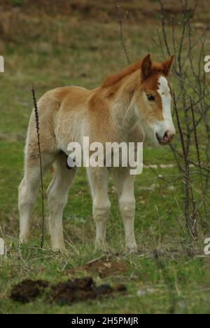 Horses in freedom on the pastures of the Gran Sasso, Abruzzo, Italy Stock Photo