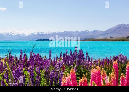 Fields of colorful lupines on the shores of Lake Tekapo, South Island, New Zealand Stock Photo