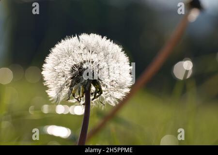 Dandelion with dewdrops on a green meadow. With beautiful bokeh in great light mood Stock Photo