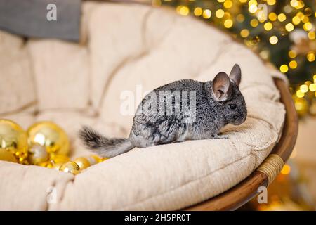 Portrait of cute brown chinchilla on a background of Christmas decorations and Christmas lights. Winter season and New Year pet gifts. Stock Photo