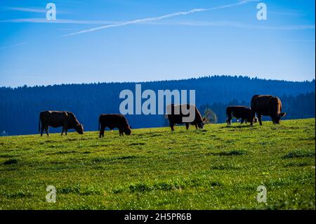 Sustainable and organic farming concept: Happy cows graze on a green pasture in the Saxon Vogtland. Stock Photo