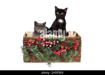 Two adorable three months old kittens, grey, and black with white, sitting in a Christmas decorated wicker basket, isolated on white Stock Photo