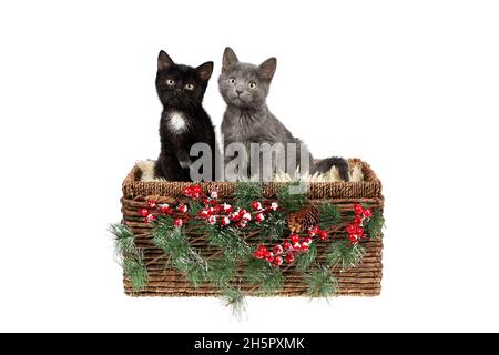 Two adorable three months old kittens, a grey, and a black with white one, in a wicker basket, decorated with pine twigs and holly berries, looking cu Stock Photo