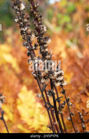 Ligularia fischeri. Fischer's leopard plant gone to seed in autumn Stock Photo