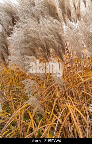 Miscanthus sinensis 'malepartus'. Chinese silver grass in autumn Stock Photo