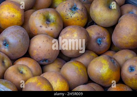 malus egremont russet apples on display at a farm shop, russet apples, freshly picked russet apples, fresh apples russet variety, juicy fresh apples. Stock Photo